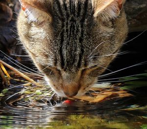 Close-up of cat drinking water