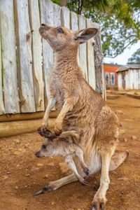 Kangaroo carrying joey while standing on field