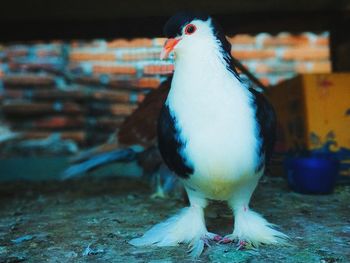 Close-up of a bird