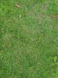 Full frame shot of grass on field