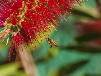 Close-up of red flower