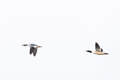 Low angle view of birds flying in sky