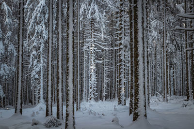 Snow covered pine trees in forest during winter