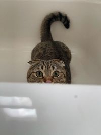 Fold cat in the bath