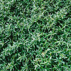 Full frame shot of green grass