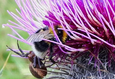 Close-up of bee pollinating flower