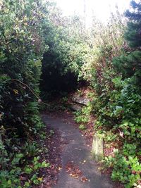 Footpath amidst trees in forest