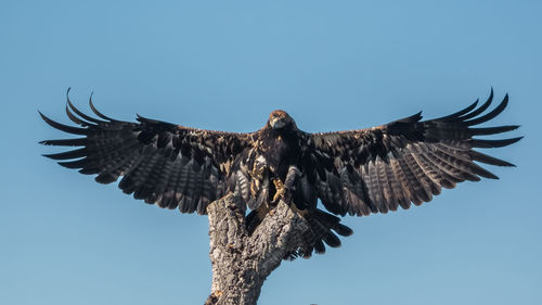 Low angle view of eagle flying against sky