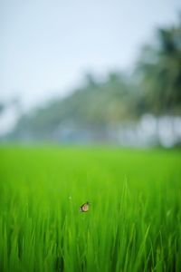 Close-up of wheat on grass in field