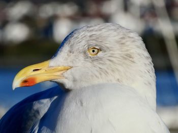 Close-up of seagull