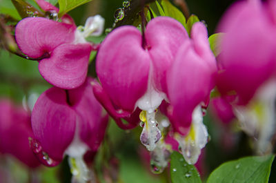 Close-up of wet pink flowers