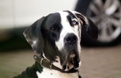 Close-up portrait of great dane sitting on street