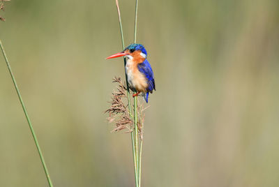 Close-up of bird perching on plant