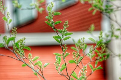 Detail shot of plants against the wall