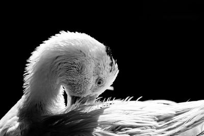 Close-up of white swan