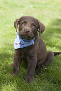 Portrait of puppy sitting on grass