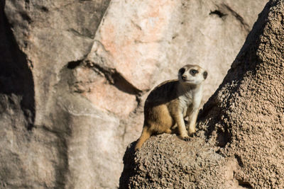 Close-up of squirrel sitting on rock