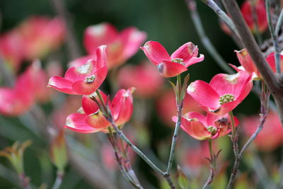 Close-up of pink flowering plants