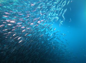 Fish swimming in sea