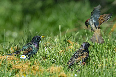 View of birds on land