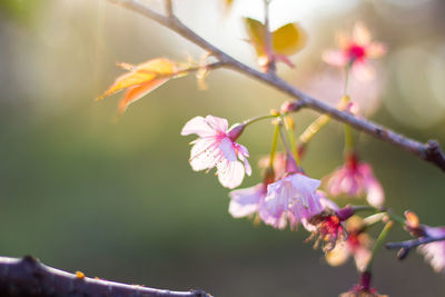  wild himalayan cherry with color is pink in the phu lom lo tourist attraction loei province thailand