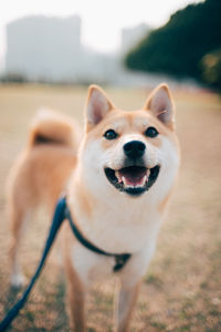 Dog looking away while standing on field