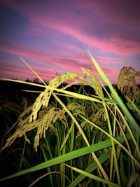 Close-up of grass against sky during sunset