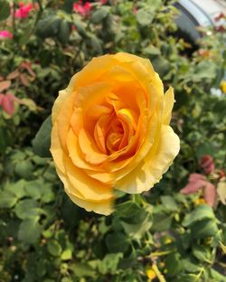 Close-up of rose flower
