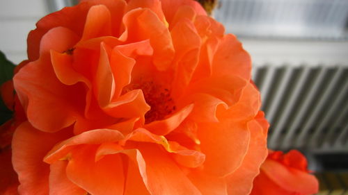 Close-up of orange flower blooming outdoors