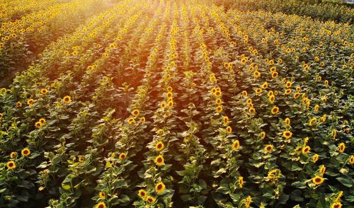 High angle view of yellow flowering plants on field