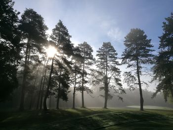 Trees on landscape against sky