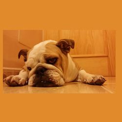 Portrait of a dog sleeping on sofa