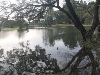 Scenic view of lake in forest