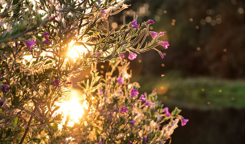 Close-up of pink flowering plants against trees