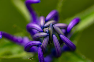 Close-up of plant