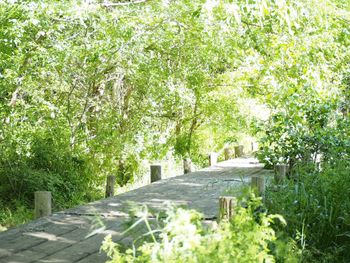 Footpath amidst trees