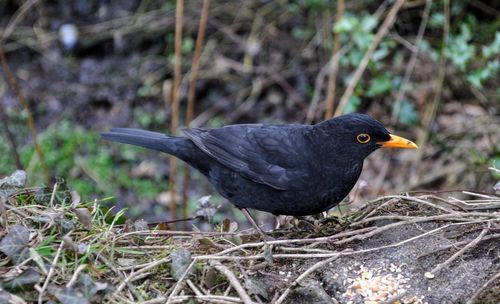 Close-up of bird perching on twigs