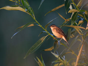 Close-up of bird perching on plant