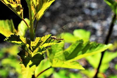 Close-up of insect on plant