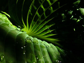 Full frame shot of water drops on plant