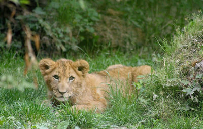 View of young lion relaxing on field