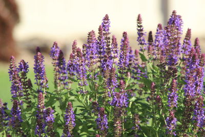 Close-up of purple flowering plants on field