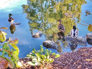 High angle view of ducks swimming on lake