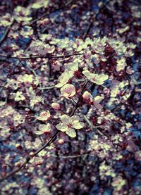 Close-up of flowers on plant