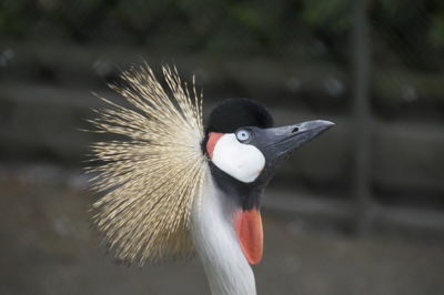 Close-up of bird