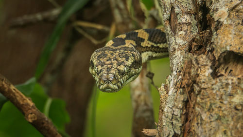 Close-up of lizard on tree trunk