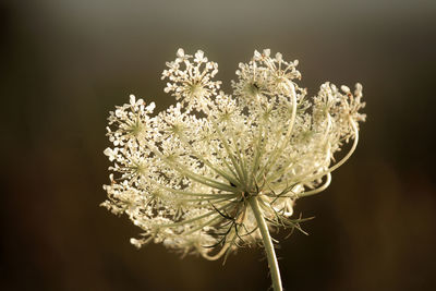 Close-up of wilted flower against black background