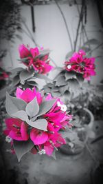 Close-up of pink flowers blooming outdoors