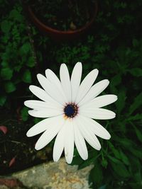 Close-up of white daisy