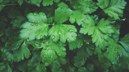 Close-up of wet plant leaves during rainy season